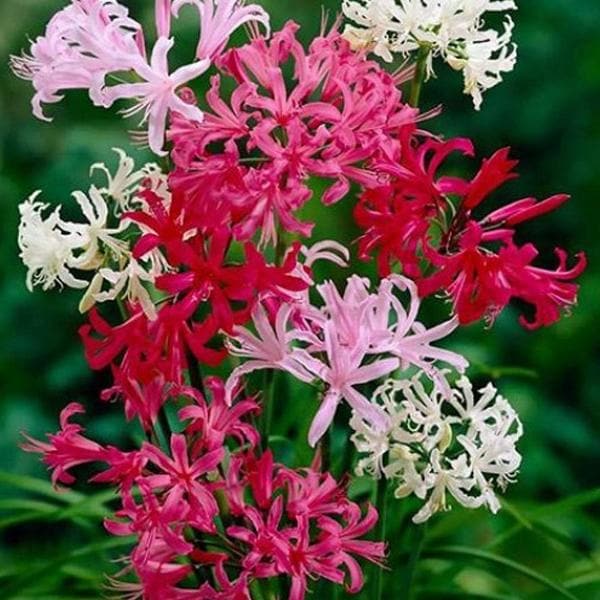 Nerine Lily Bulbs